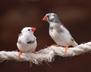 2 finches