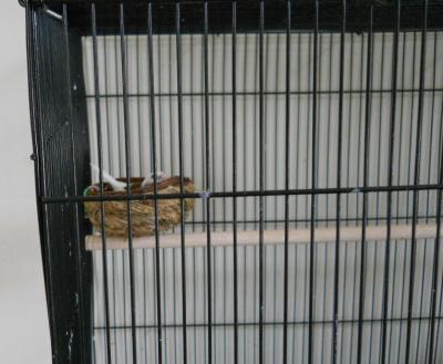 society finch resting in open-type nest