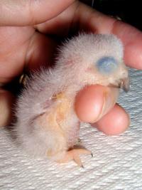 one day old African Grey chick