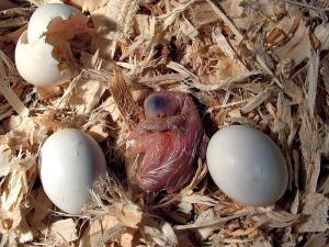 African Grey chick and newly hatched chick