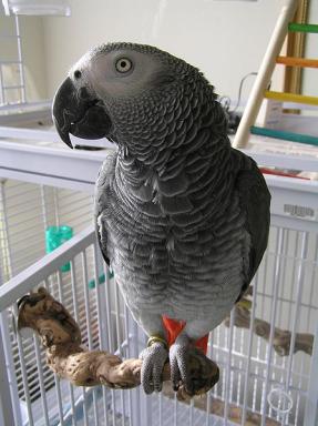 African Grey Parrot sitting on perch
