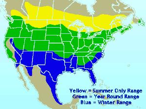 rangemap for american goldfinch