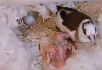 close up of baby society finch in nest with it's mother