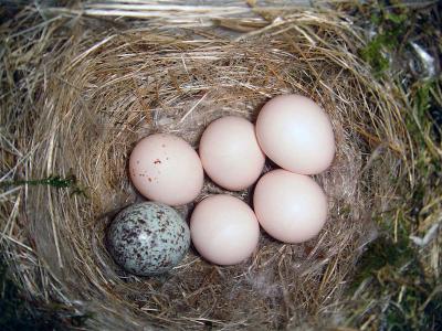 Eastern Phoebe nest with one brown-headed cowbird egg