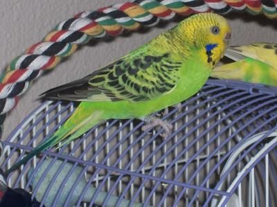 Green parakeet