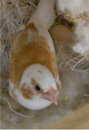 society finch egg in nest and adult male society finch 