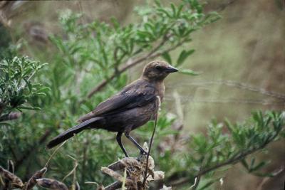 female brown headed cowbird