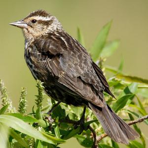 female red-winged blackbird