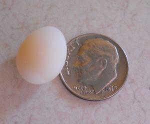 a society finch egg next to a dime 