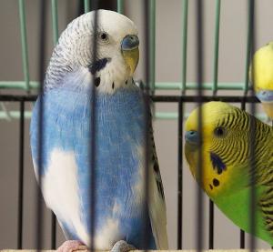 2 parakeets - one blue parakeet and one green one