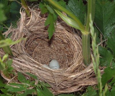 red-winged blackbird nest with eggs