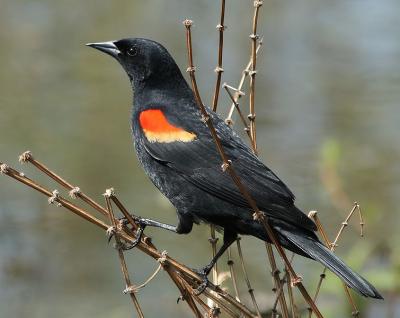 Male red-winged blackbird on branch