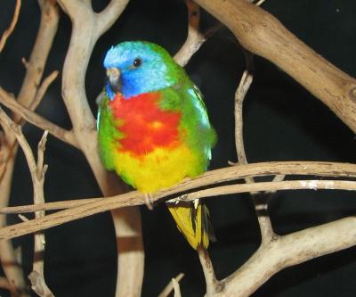 scarlet chested parakeet