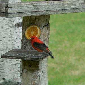 male scarlet tanager eating an orange