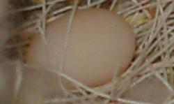 close up of off white society finch egg 