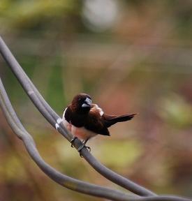 white rumped munia (white rumped mannikin)