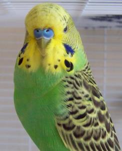 young budgie showing striping on head